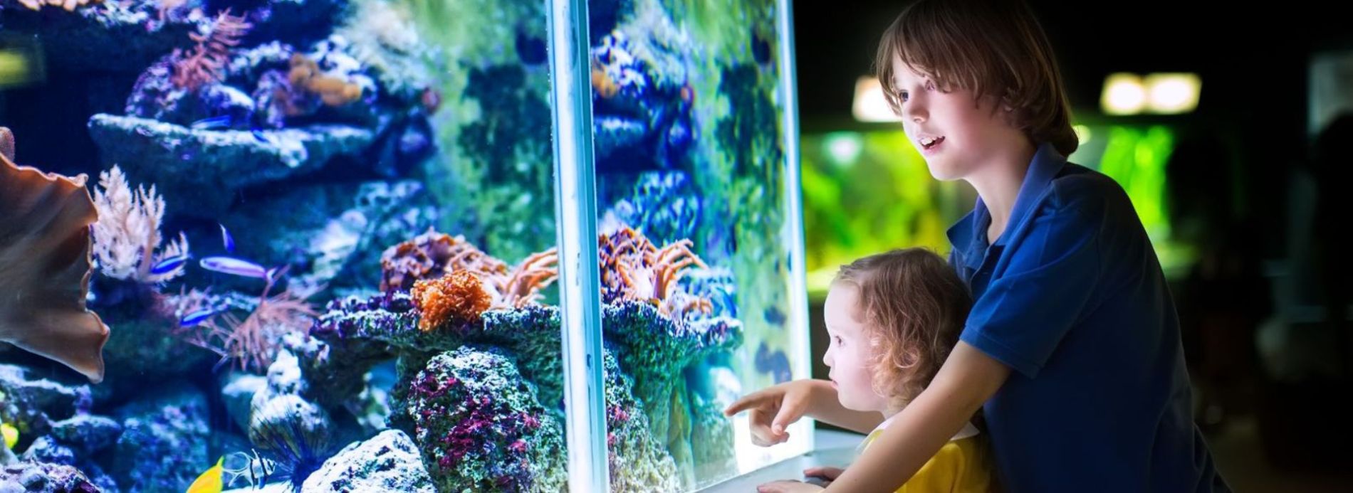 Take a Day Trip to The Florida Aquarium Feature Image