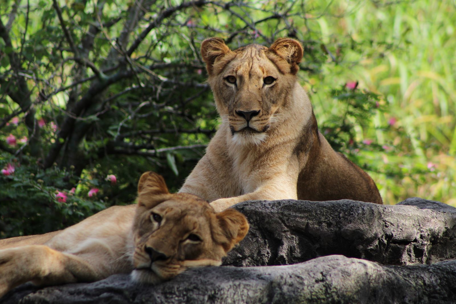 lionesses in Busch Gardens